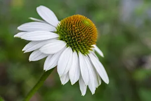 Images Dated 28th September 2020: Coneflower