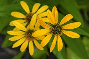 Coneflower