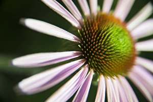 Shallow Depth Of Field Prints: A Coneflower, or Echinacea flower blooming