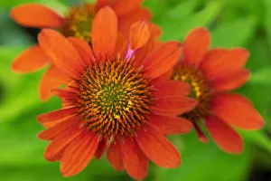 Echinacea Prints: Coneflower, Echinacea purpurea