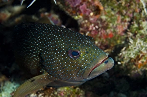 Netherlands Antilles Prints: Coney (Cephalopholis fulva), Bonaire, Netherlands Antilles, Caribbean