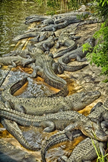 Images Dated 29th April 2012: A congregation of alligators at the Alligator Farm Zoological Park, St. Augustine