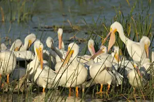 Wetlands Prints: A congregation of White pelicans, Pelecanus erythrorhynchos, Viera Wetlands Florida