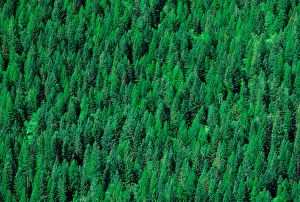 Boreal Prints: Conifer tree forest in north west Canada. conifer, tree, forest, forestry