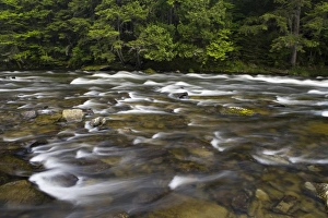 White Water Prints: The Connecticut River just below First Connecticut Lake, Pittsburgh, New Hampshire
