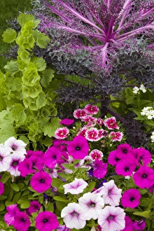 Dianthus Prints: Container with petunias, dianthus, and lobelia, Cantigny Park at Wheaton IL