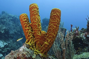 Fish Prints: Convoluted Barrel Sponge (Aplysina lacunosa), Hol Chan Marine Reserve near Ambergris Caye