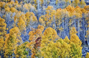Conway Pass; Lee Vining; Mono county; USA; California