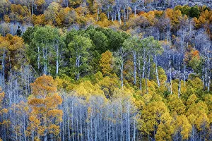 Conway Pass; Lee Vining; Mono county; USA; California