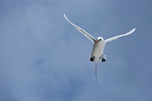 Honeymoon Island Prints: Cook Islands, Aitutaki, Honeymoon Island. Red-tailed tropicbird in flight
