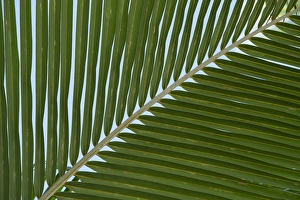 Atoll Prints: Cook Islands. Palmerston Island. Detail of palm tree
