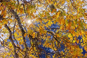 Images Dated 10th June 2021: Cooks Meadow. Autumn first snow in Yosemite National Park, California, USA