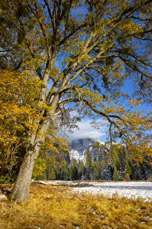 Images Dated 10th June 2021: Cooks Meadow. Autumn first snow in Yosemite National Park, California, USA