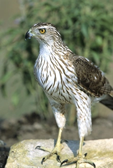 Raptor Prints: Coopers Hawk (Accipiter cooperii) immature, Starr Co. Texas