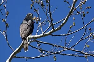Images Dated 16th March 2007: Coopers Hawk sitting in tree at Santee Lakes in San Diego