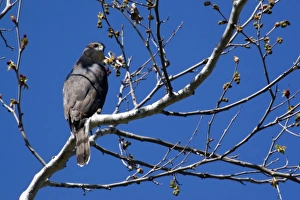 Images Dated 16th March 2007: Coopers Hawk sitting in tree at Santee Lakes in San Diego