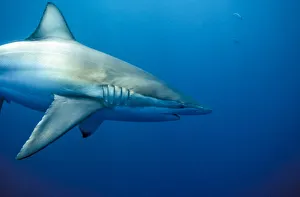 Fish Prints: Copper, or Bronze Whaler, shark(Carcharhinus brachyurus) Australia
