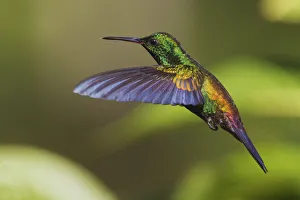 Copper-rumped Hummingbird