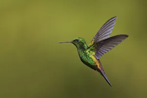 Images Dated 6th February 2017: Copper-rumped Hummingbird