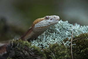 Copperhead (Agkistrodon contortrix), CAPTIVE, Northern Georgia, USA