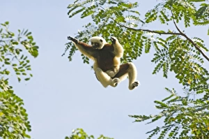 Images Dated 17th June 2007: Coquerels Sifaka jumping, (Propithecus coquereli), with baby, Ampijoroa Forest