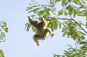 Images Dated 17th June 2007: Coquerels Sifaka jumping, (Propithecus coquereli), wild, Ampijoroa Forest, Madagascar