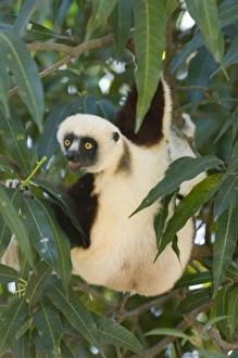 Arboreal Prints: Coquerels Sifaka, (Propithecus coquereli), wild, Ampijoroa, Madagascar