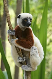Coquerels sifakas, (Propithecus coquereli), Madagascar