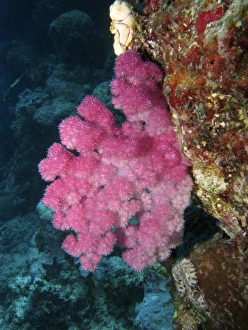 Images Dated 29th January 2008: Coral, Agincourt Reef, Great Barrier Reef, North Queensland, Australia