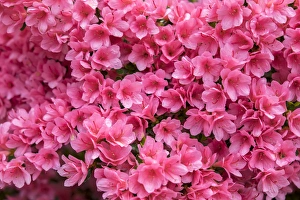 Shrub Prints: Coral Bells Azalea, USA