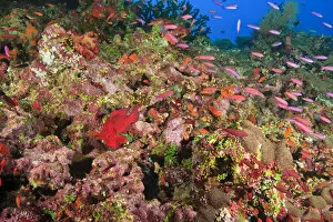 Images Dated 14th November 2005: Coral Cod (Cephalopholis miniata) & schooling Anthias fish, Vibrant & Colorful, healthy Coral Reef