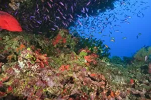 Coral Cod (Cephalopholis miniata) & schooling Anthias fish, Vibrant & Colorful, healthy Coral Reef