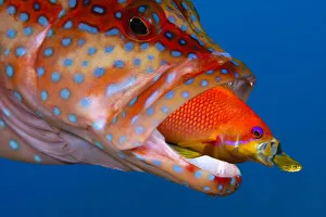 Australia Collection: Coral Grouper (Cephalopholis Miniata), Anthias (Pseudanthias squamipinnis), Golden Sweeper