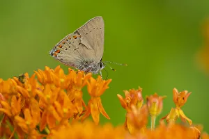 Animal Prints: Coral Hairstreak (Satyrium titus) on Butterfly Milkweed (Asclepias tuberosa) Stephen A