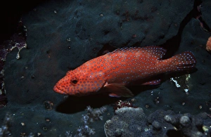 Submerged Prints: Coral hind, Cephalopholis miniata, at Elphinstone Reef, Red Sea, Egypt