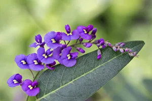 Prints of Coral-pea plant Images Dated 2021 February: Coral-pea plant