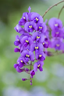 Images Dated 14th February 2021: Coral-pea plant