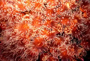 Coral polyps