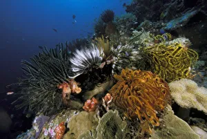 Exploring Prints: Coral reef