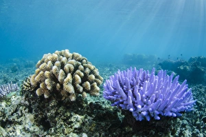 Images Dated 10th April 2014: Coral Reef Diversity, Fiji. South Pacific