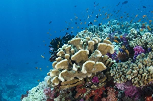Images Dated 7th April 2014: Coral Reef Diversity, Fiji. South Pacific