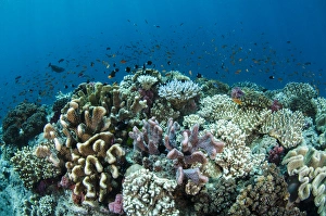 Images Dated 7th April 2014: Coral Reef Diversity, Fiji. South Pacific