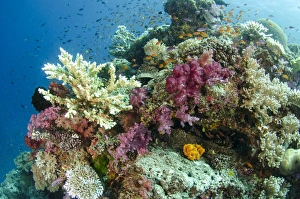 Images Dated 7th April 2014: Coral Reef Diversity, Fiji. South Pacific