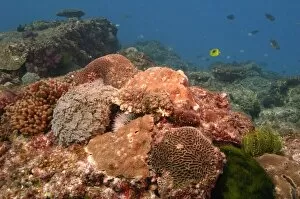 Coral reef, North Stradbroke Island, Queensland, Australia