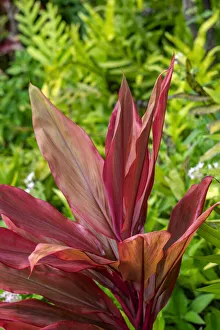 Ti Plant Prints: Cordyline fruticosa, Ti plant
