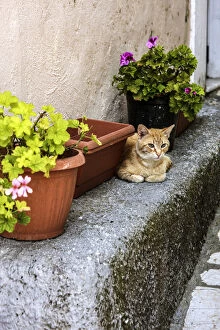 Greece Collection: Corfu, Greece. Orange Tabby Cat lays down near potted plants