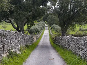Alley Prints: Cork oak (Quercus suber) in the Alentejo. Europe, Southern Europe, Portugal, Alentejo