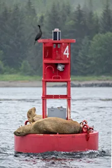 USA, North America, Alaska Prints: Cormorant and Steller sea lion, Ernest Sound, Wrangell, Alaska