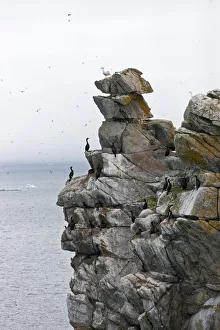 Russia Prints: Cormorants and seagulls on rock pile, Kolyuchin Island, once an important Russian Polar