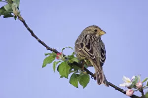 Images Dated 18th April 2007: Corn Bunting, Miliaria calandra, adult perched on apple tree, National Park Lake Neusiedl
